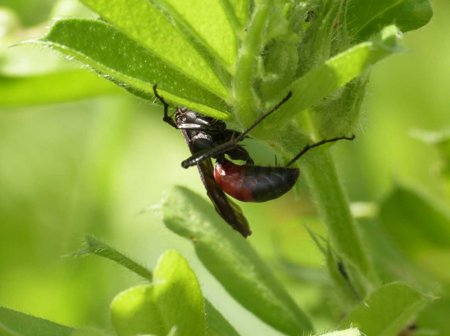 Pompilidae rosso e nero